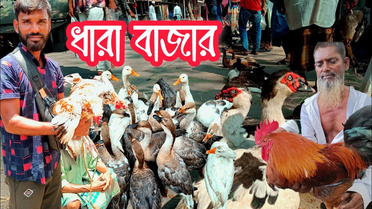 নির্বাচনের আগ মুহূর্তে ধারা বাজার হাঁস মুরগির হাট Real duck & hens market price 