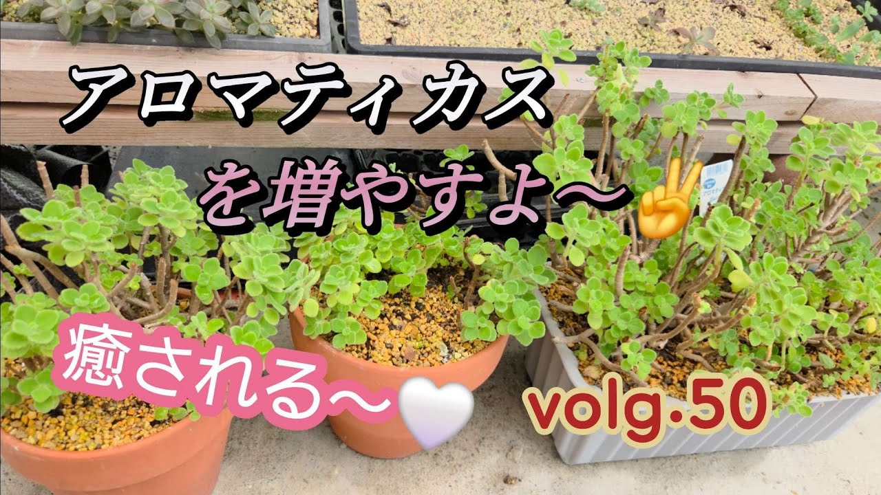 癒されながらアロマティカスをふやすよ～☺　