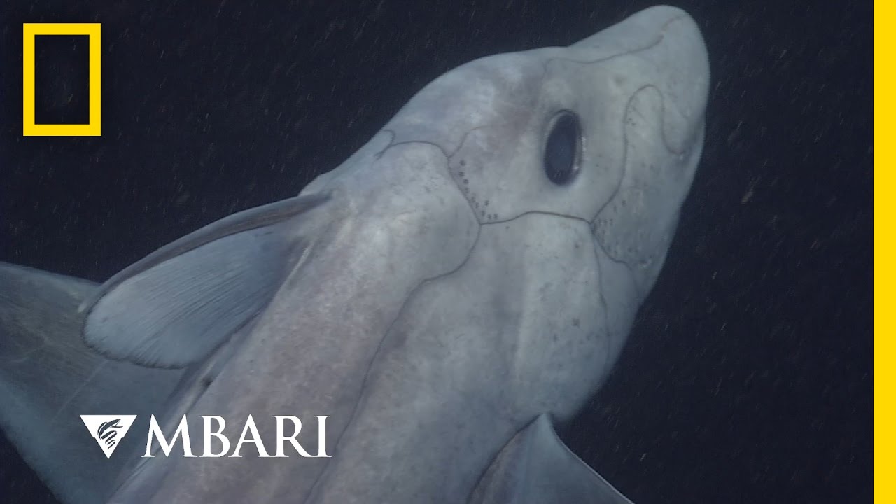 Ghost Shark Caught on Camera for the First Time | National Geographic
