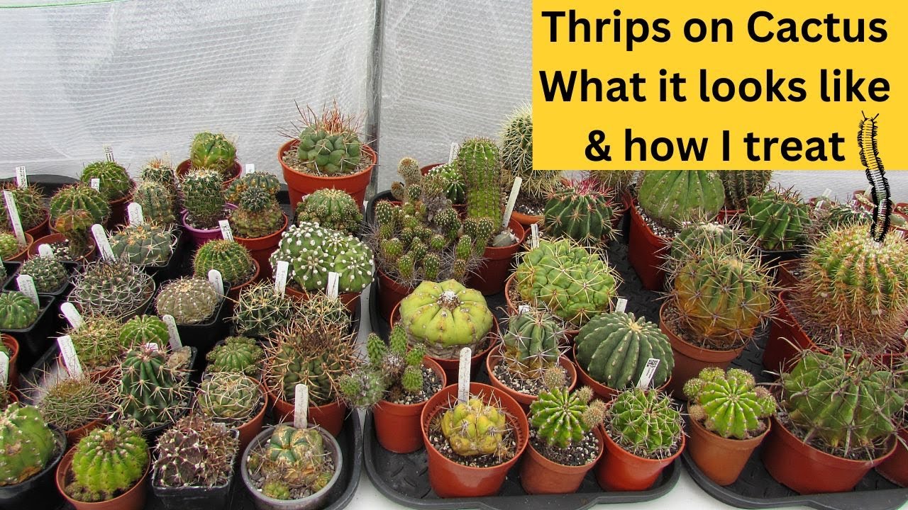 Thrips on your Cactus ? What Thrip damage looks like on Cacti & how to treat #cactusplants