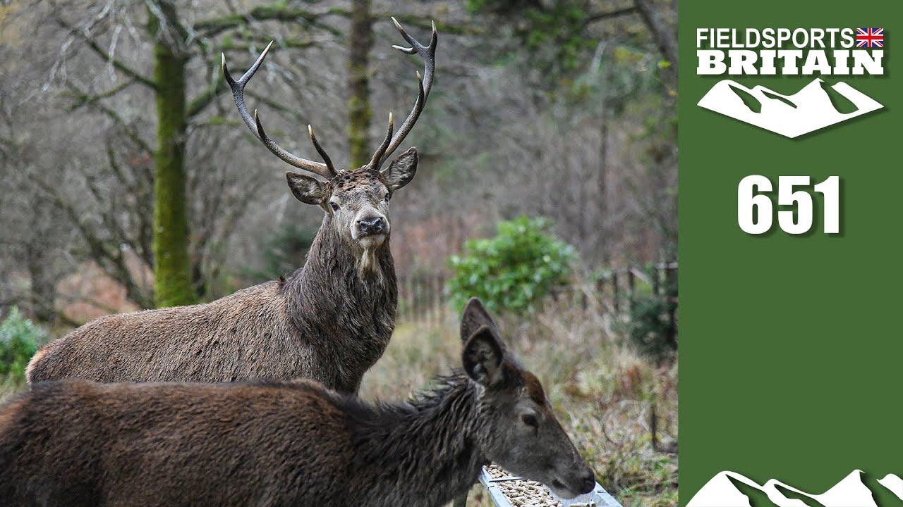 Fieldsports Britain – Scottish rewilding madness