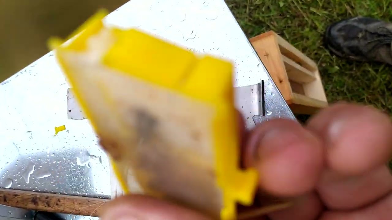 Cum fac roii cu mătci împerecheate.