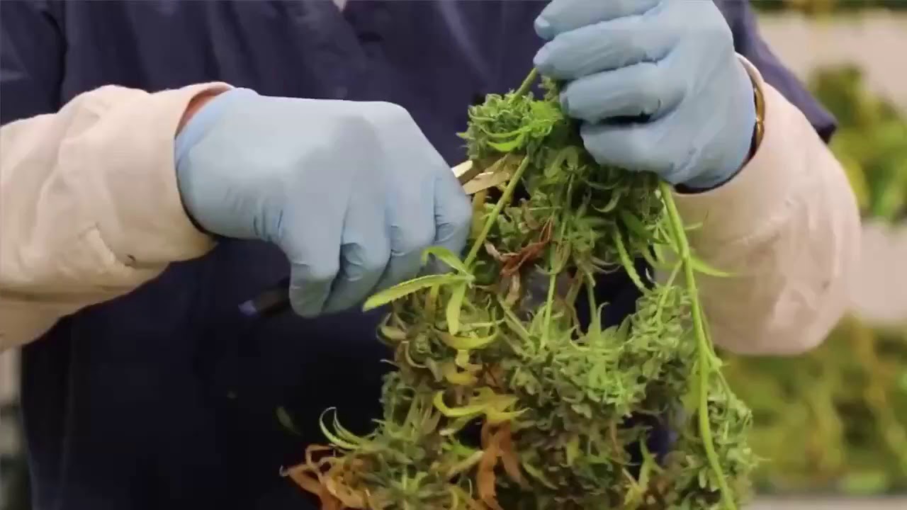 California Slapping High Taxes On Marijuana | Los Angeles Times