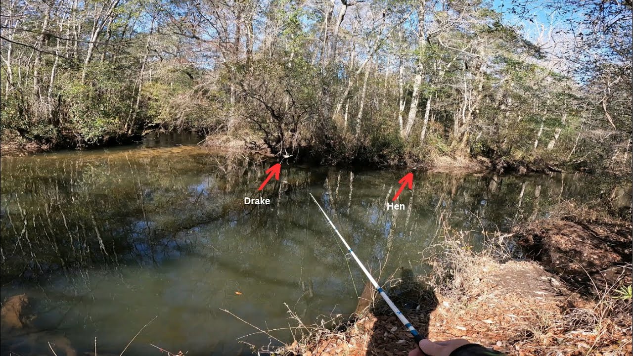 Birthday Bass and Wood Duck's!   It's COLD!