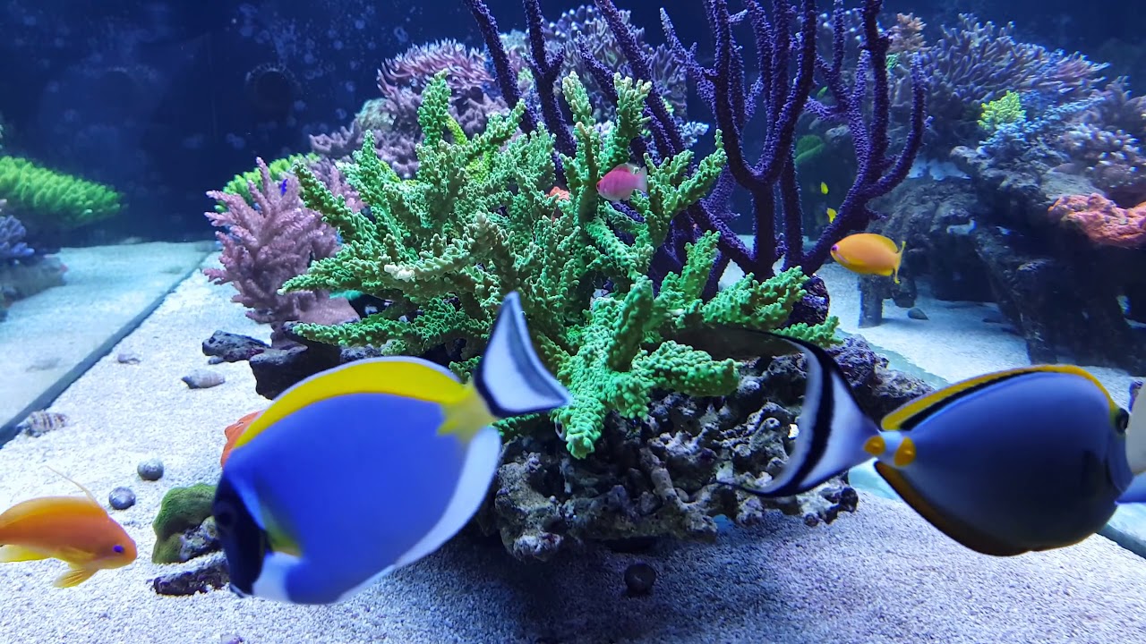 Reef Tank only on Aquaforest