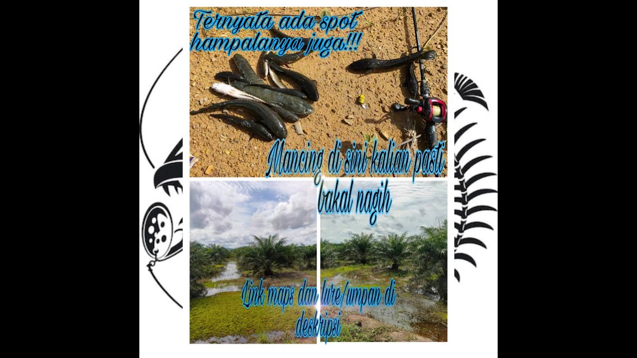 Casting Gabus Rawa Sawit Yang Padat Bikin Nagih+Ketemu Orang Mancing Hampala!!! #2