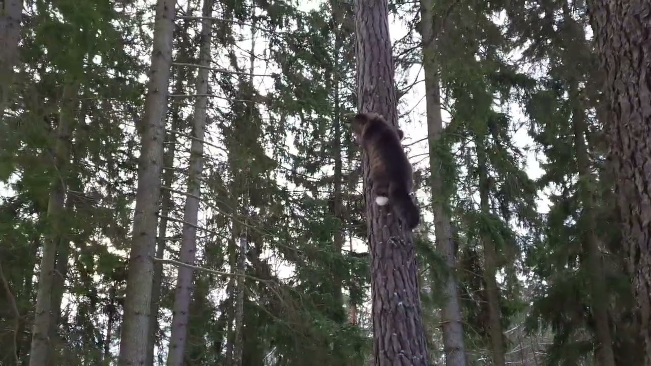 Crazy cat climbs on tree. Norwegian forest cat.