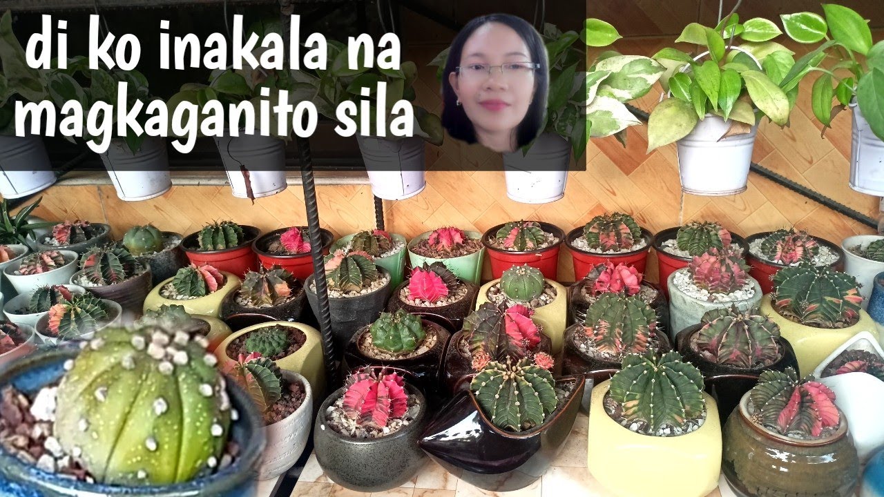 #999 Gymnocallycium Mihanovichii Variegata //Grafted Gymnocallycium Mihano Cactus/Succulent Davao 