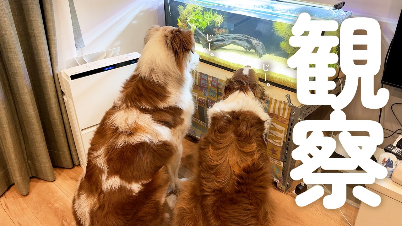 家に新しいお友達が来た結果…🐟犬達がこうなっちゃいました😂【ボーダーコリー・オーストラリアンシェパード】