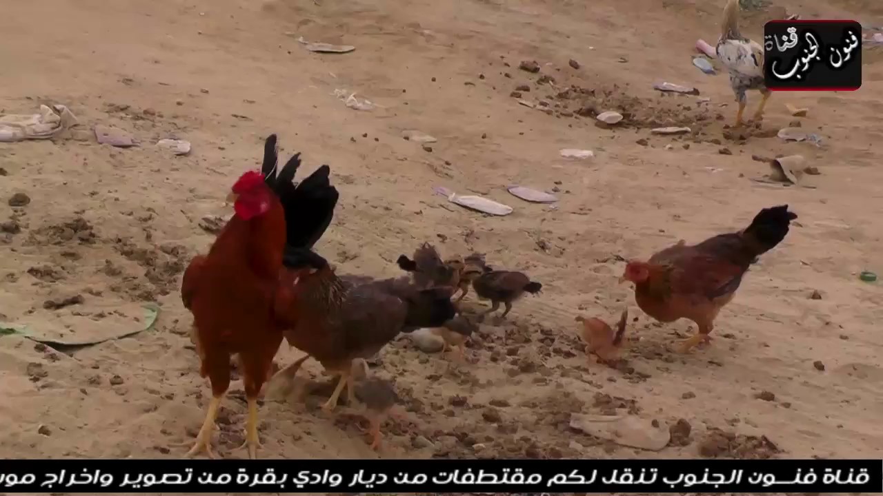 مناظر من ديار وادي بقرة الغيناء  تصوير واخراج موسى الشهري 2017
