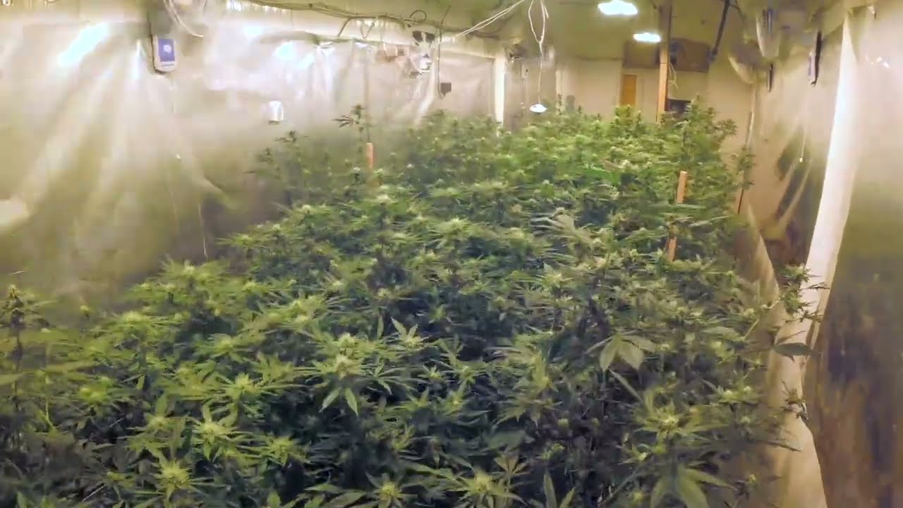 Cannabis Grow Timelapse