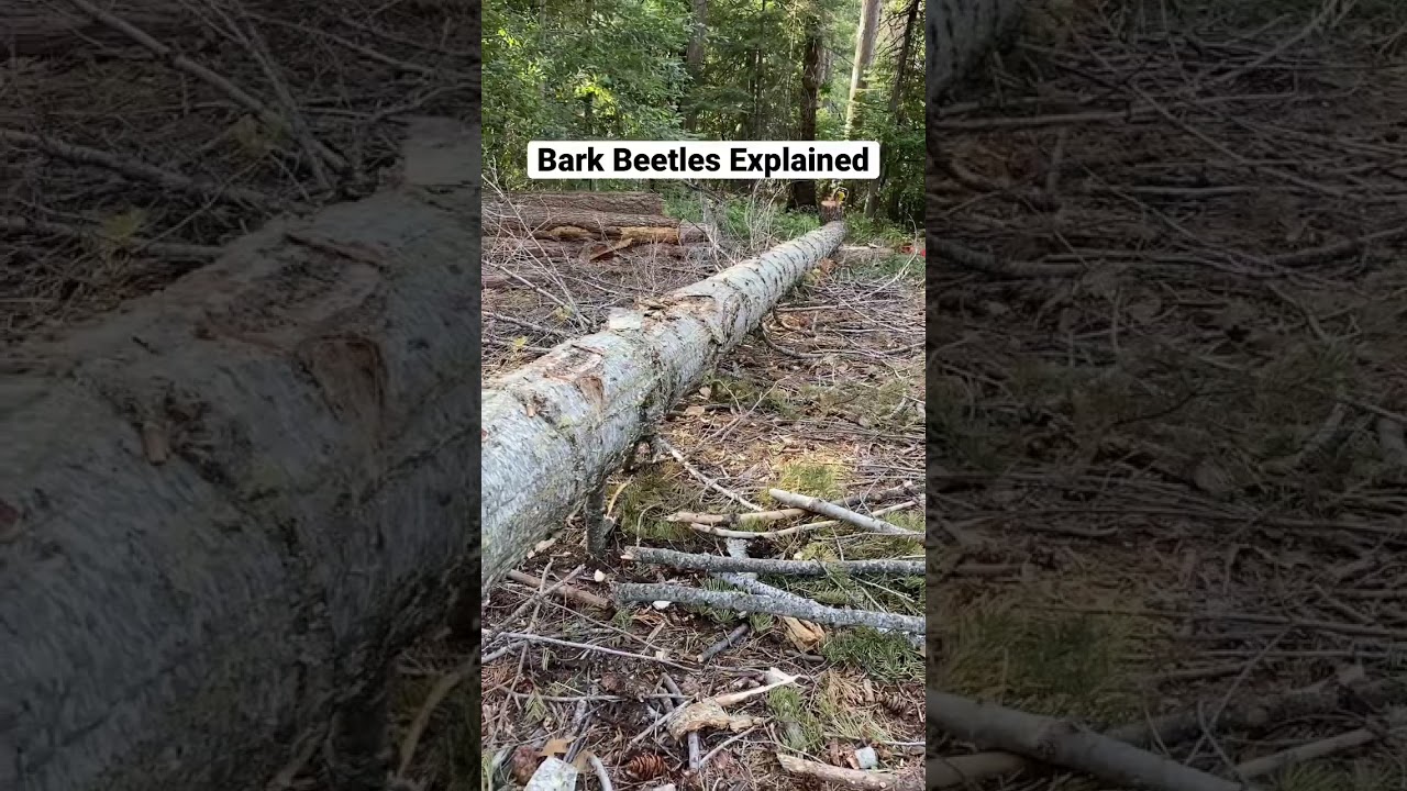 Bark Beetles Explained