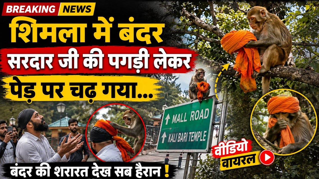 शिमला में बंदर ने सरदार जी की उतारी और पेड़ पर चढ़ गया वायरल वीडियो आया सामने | Himachal News