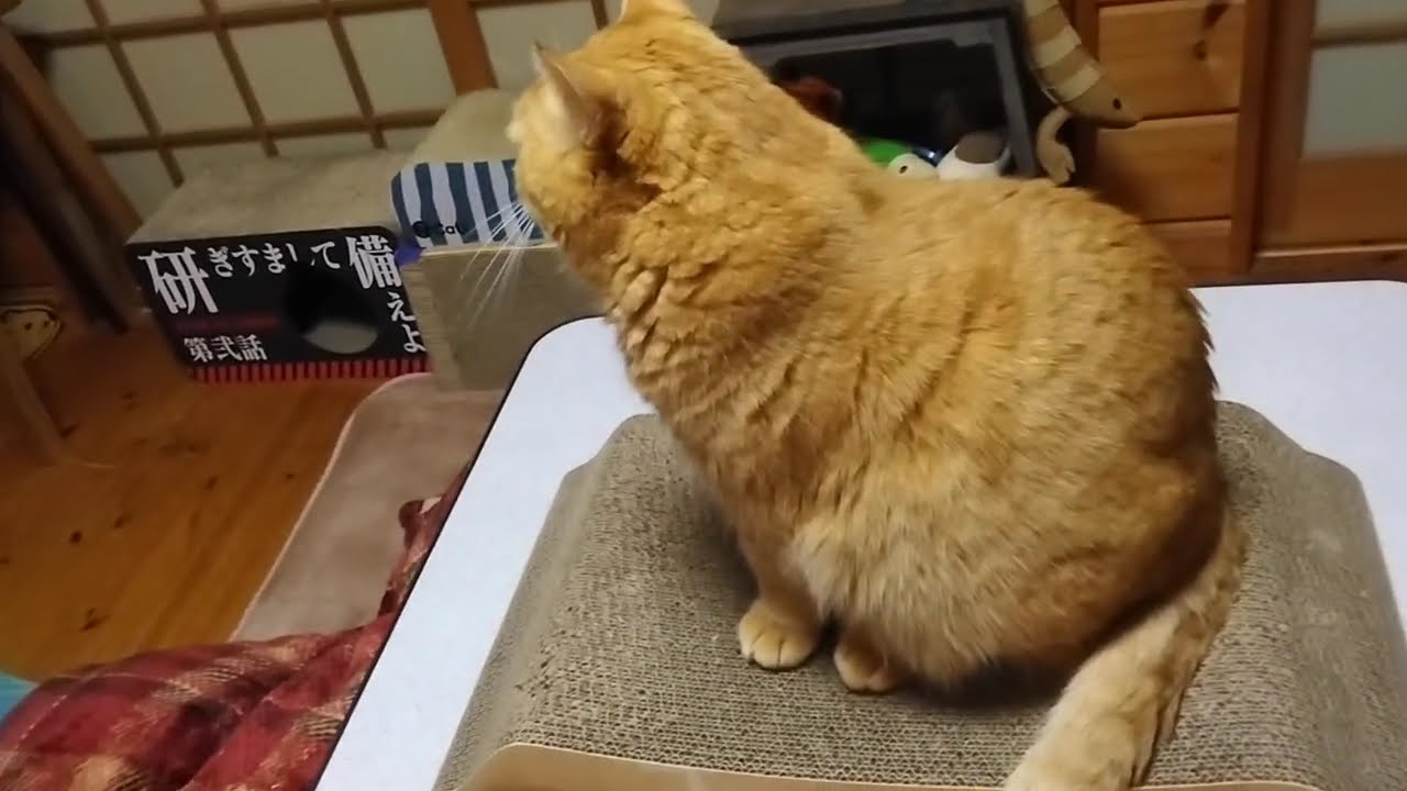 変わらない場所で、変わらない可愛さ