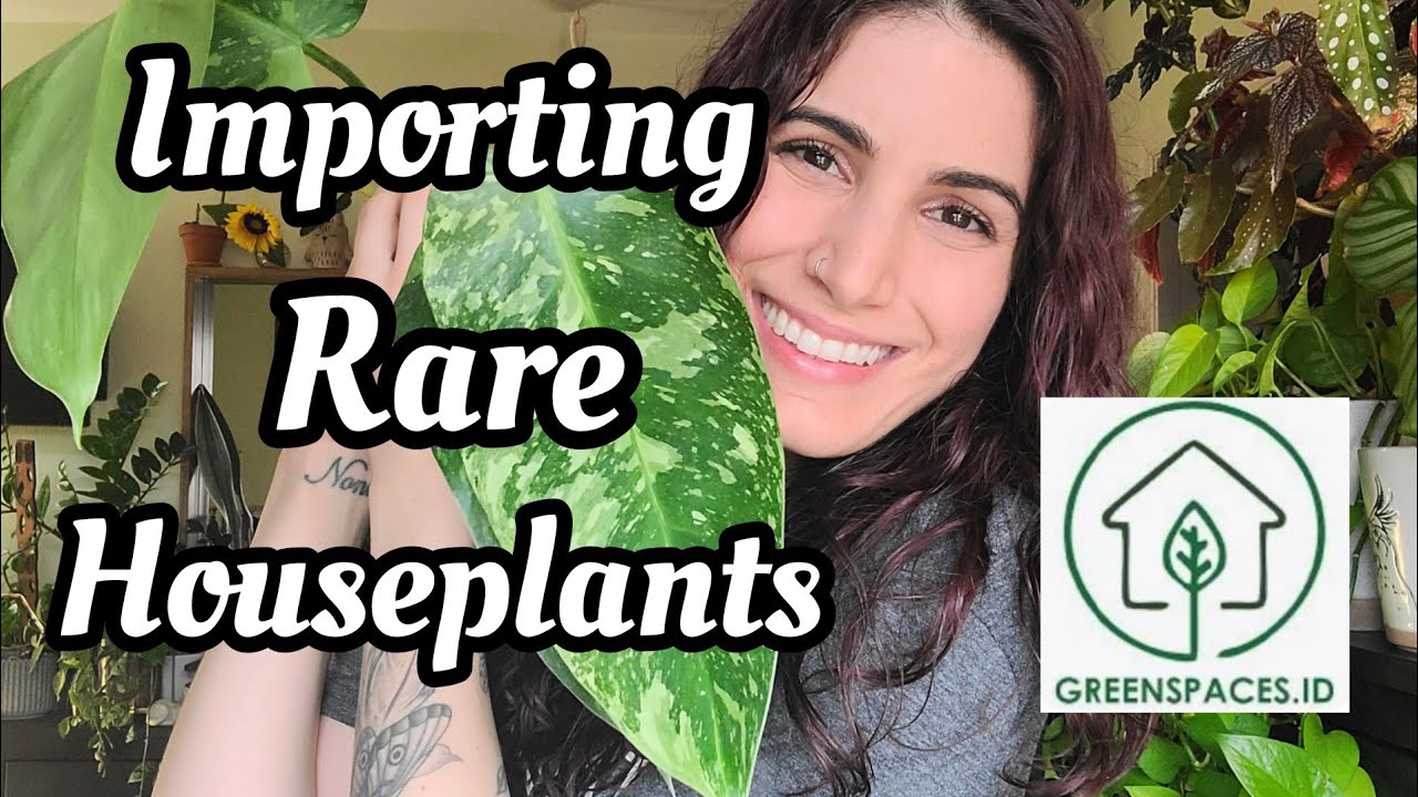 Importing Plants from Greenspaces.id 🌱 I recieved some major WISHLIST PHILODENDRON & ANTHURIUM!! 😲🥺
