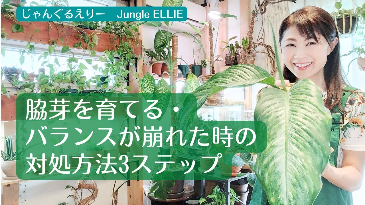 【解体実験】脇芽が成長＆アンバランスになったディフェンバキア・ティキを視聴者のみなさんの意見を伺い3つのステップで解体！バランスを整えたい時の参考に　[観葉植物]ー　Ep.167
