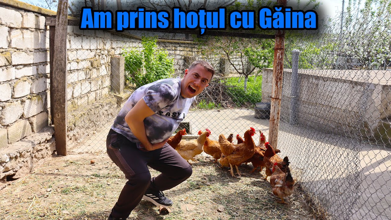 Mai pe scurt vorbind  Mi-a Furat Ultima Gaina!