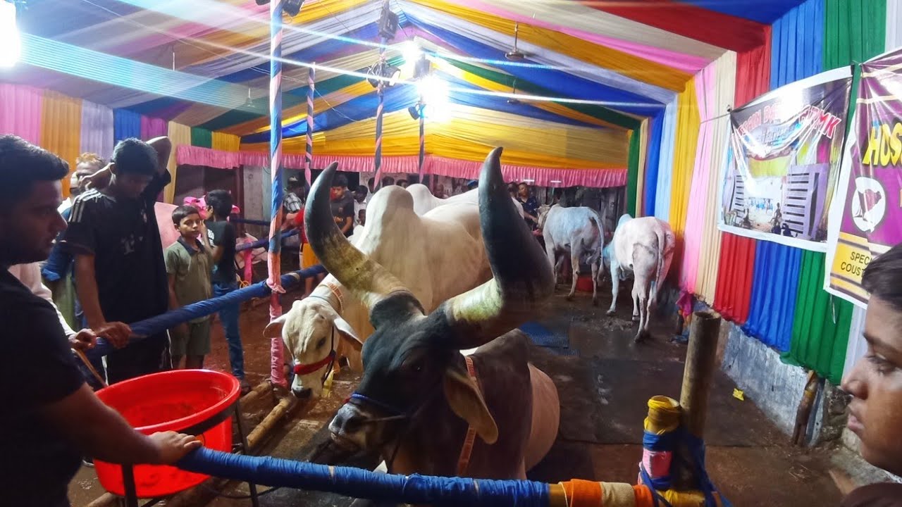 (NATA) Salman 2023 (Kaifhussainvlogs)74 no ward jaakir maidan(bada Anjuman) #cow #cowlover #crazy