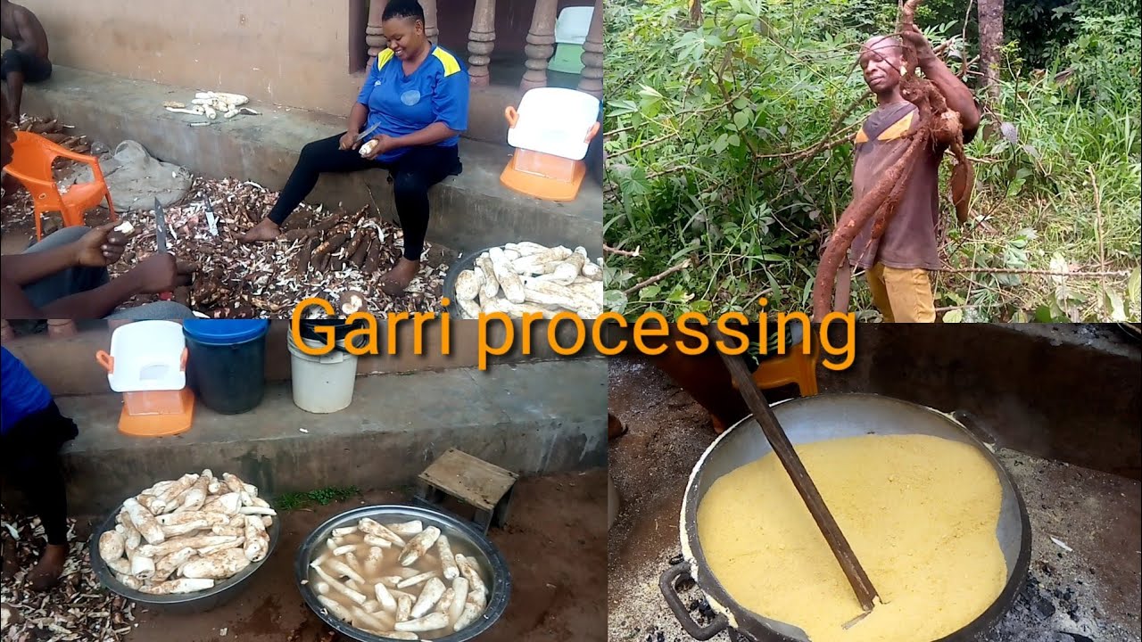 HOW TO TURN CASSAVA ROOT INTO GARRI | GARRI processing 