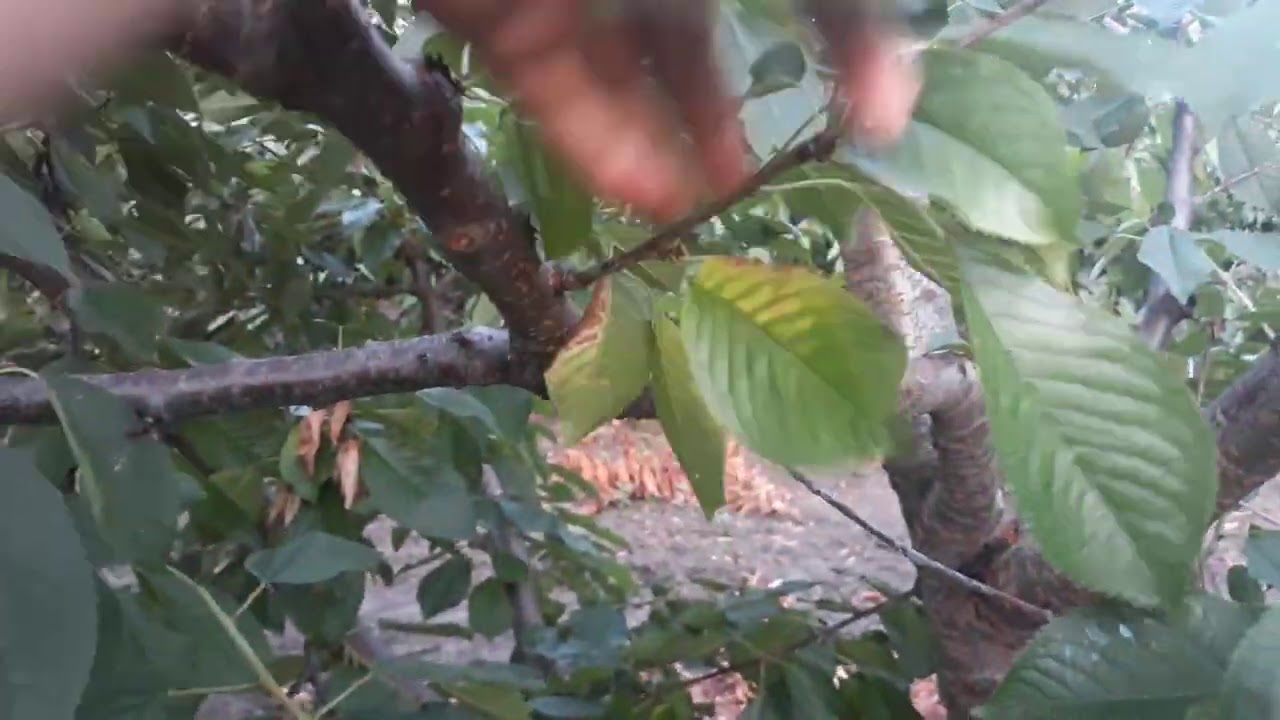 Efectele pozitive taierii pomilor in verde