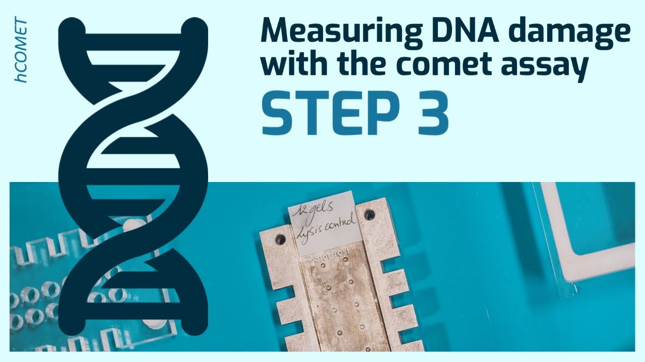 Step 3: Alkaline treatment & Electrophoresis // Measuring DNA damage using the comet assay