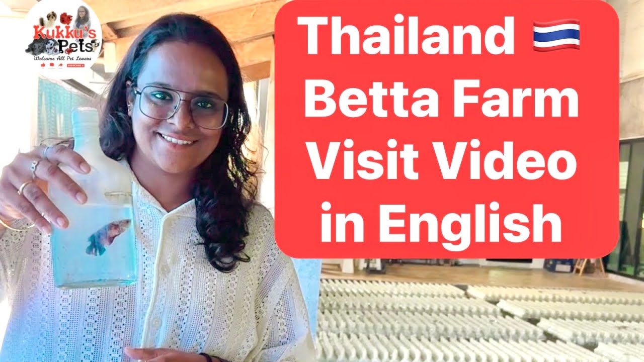 Thailand Betta Farm Visit Video in English #thailandbetta #betta #bettafarm #bettafish #bettatank 