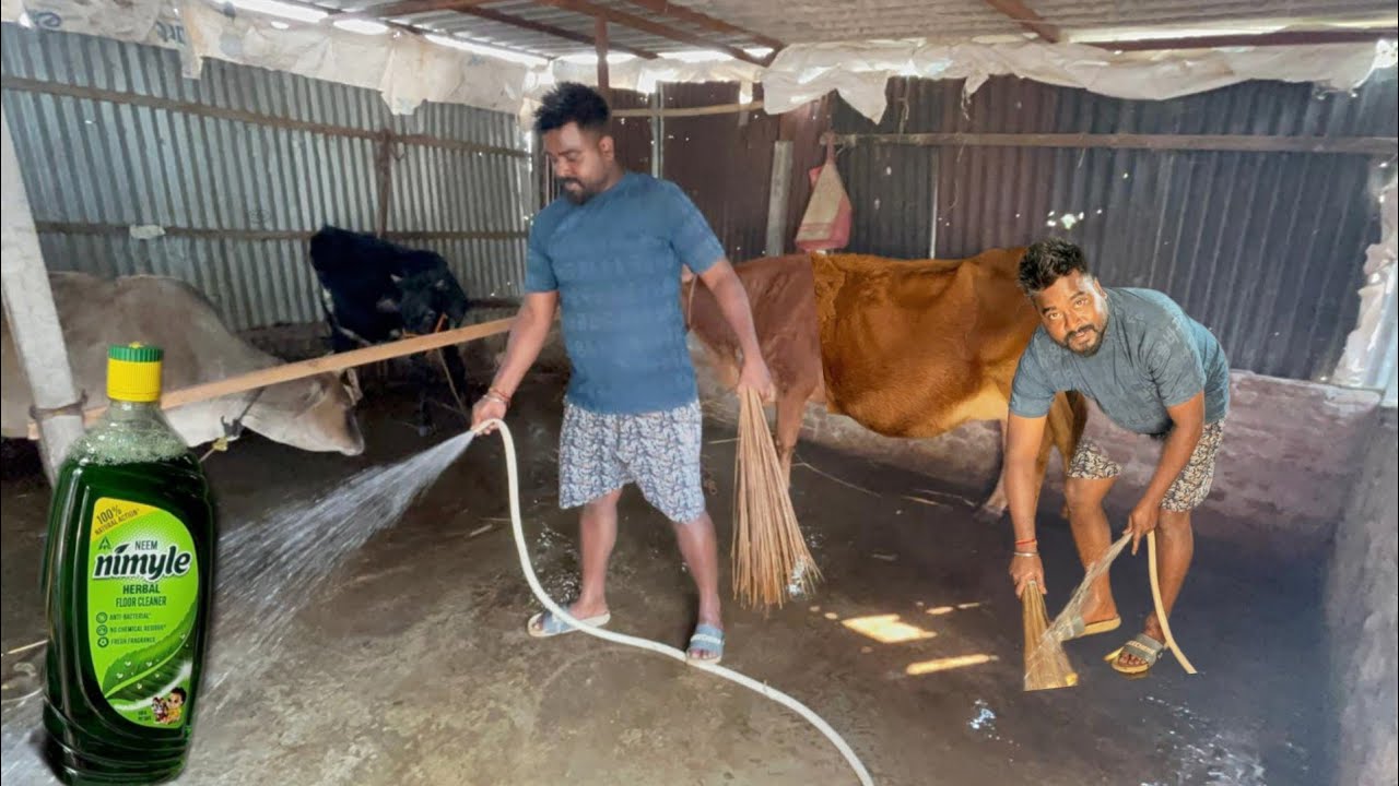 মাছির অত্যাচারে গোয়াল ঘরে গরুরা আর টিকতে পারছেনা #cow #dailyvlog #pujabapigallary 