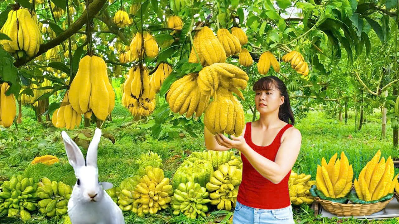 Harvesting Buddha's Hand Fruit Goes To Market Sell, Harvest salad greens - Phuong Daily Harvesting