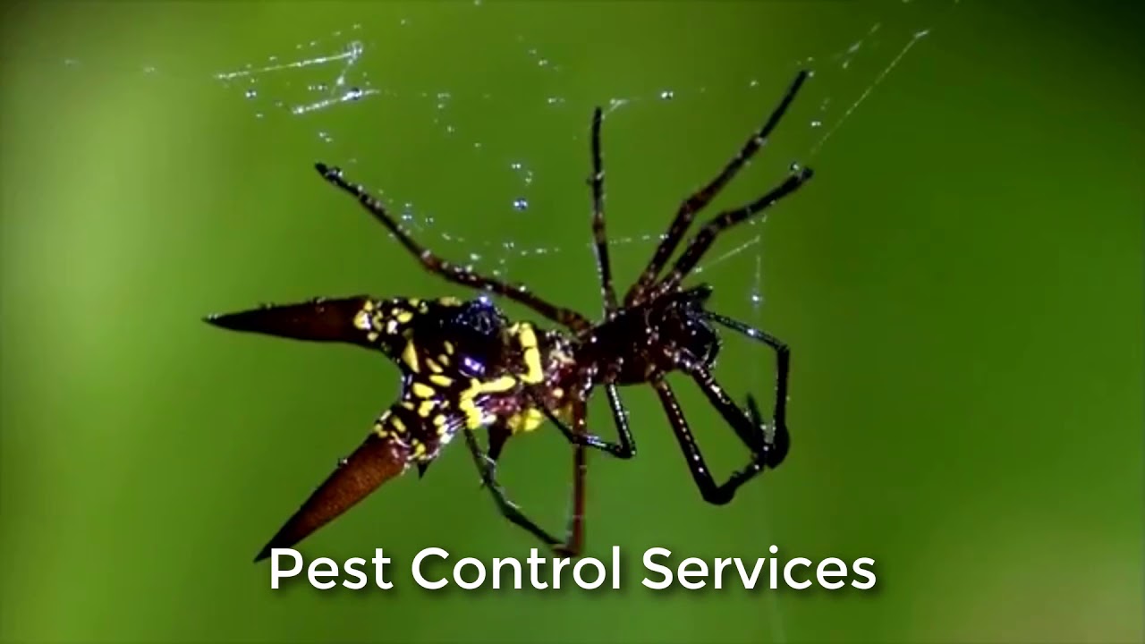 Mesa Pest Control (623) 227-0796