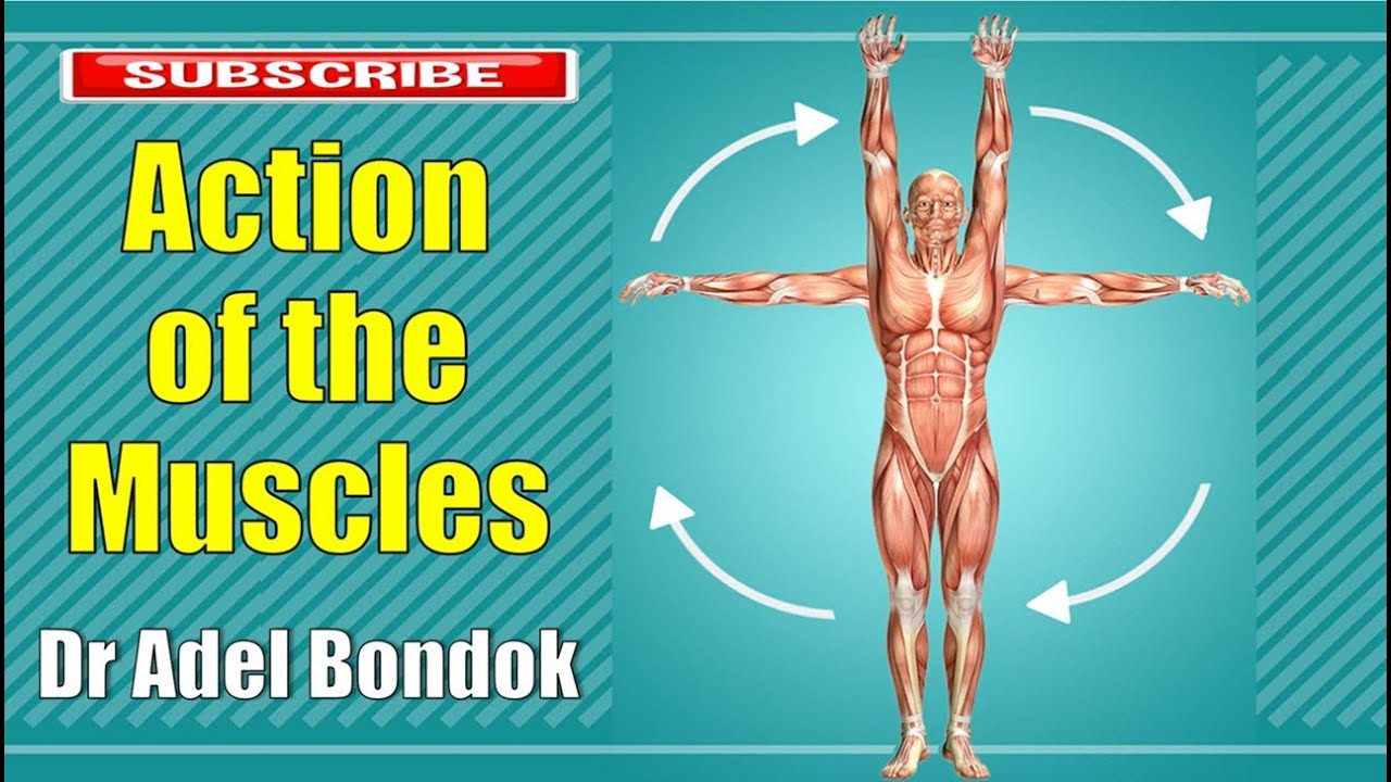 Action of the Muscles and Movements of the Joints, Dr Adel Bondok