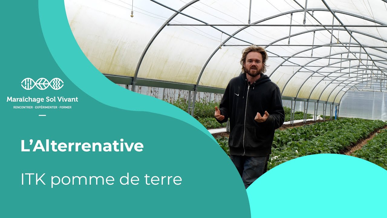 Fiche ITK - Pomme de terre nouvelle sous serre - Alterrenative
