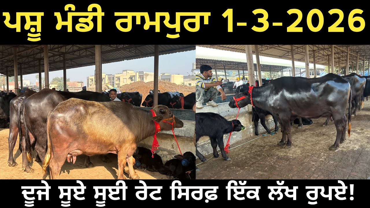 ਪਸ਼ੂ ਮੰਡੀ ਰਾਮਪੁਰਾ 1-3-2026 ਦੂਜੇ ਸੂਏ ਸੂਈ ਰੇਟ ਸਿਰਫ਼ ਇੱਕ ਲੱਖ ਰੁਪਈਏ!@maandairyvlog5842 