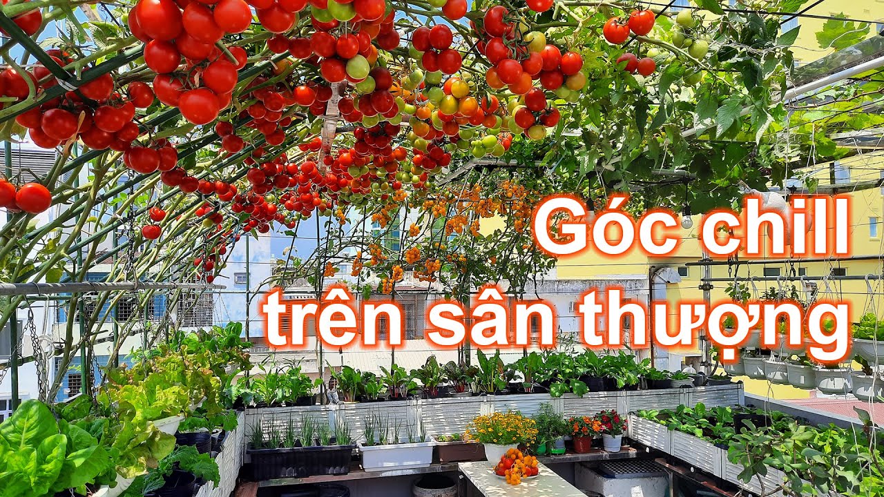 Vườn sân thượng cuối mùa xuân có gì ? | Bà Lan - Nông dân sân thượng #44