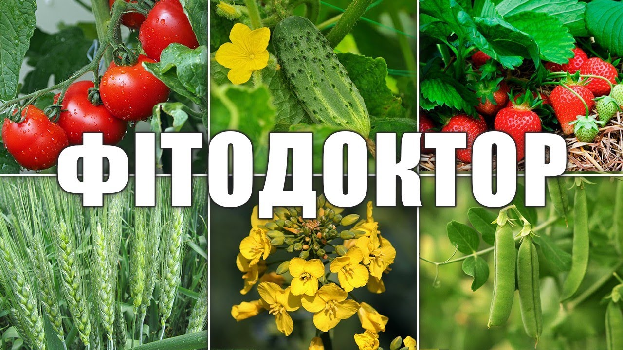Фитодоктор ENZIM - Биофунгицид - Обзор, цена, купить (Энзим Агро)