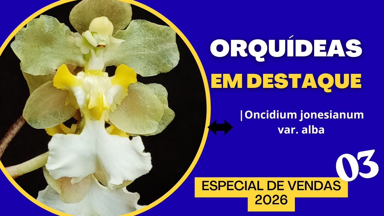 ORQUÍDEAS EM DESTAQUE - Especial de Vendas 03 - 2026 - ONCIDIUM JONESIANUM VAR. ALBA - show!!