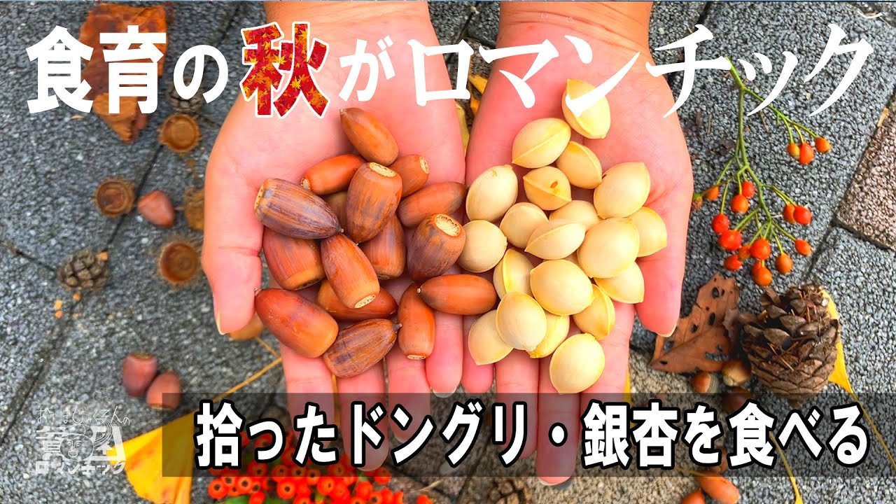 野食【団栗(どんぐり)・銀杏(ぎんなん)を拾って食べる】低カロリー高栄養価のパワーフードを無料で！貧乏野食系ユーチューバーの秋ep.049