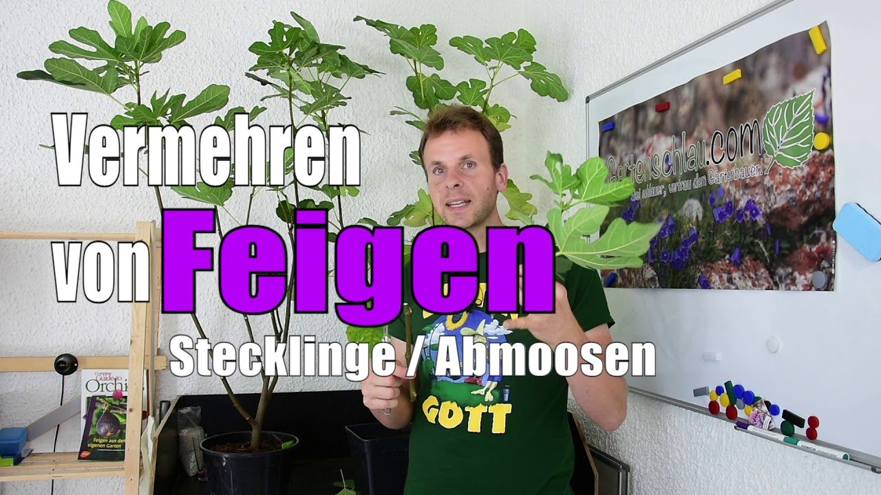 Feigen 🌳 | VERMEHREN von FEIGEN durch Stecklinge oder Abmoosen | www.feigenhof-berglen.de 🌻