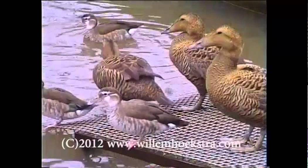 watervogels 1993.mp4