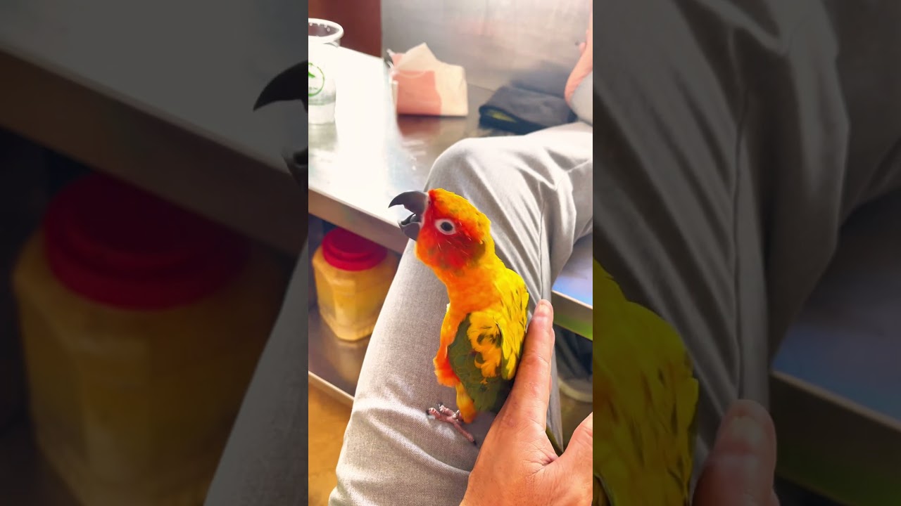 T&iacute;nh c&aacute;ch của #vet #sunconure v&agrave; c&oacute; th&acirc;n thiện hay kh&ocirc;ng ? #birds #cute #parrot #sunconureparrot