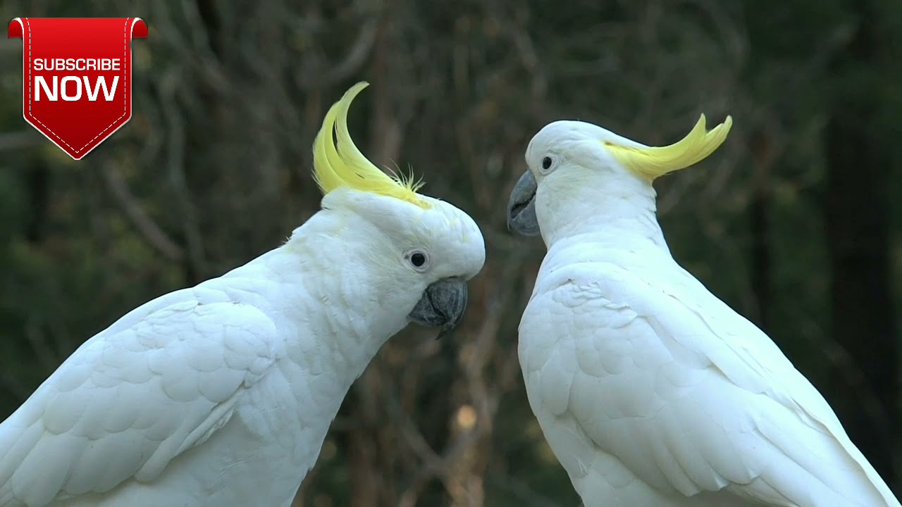 cockatoo #shorts  A&P world