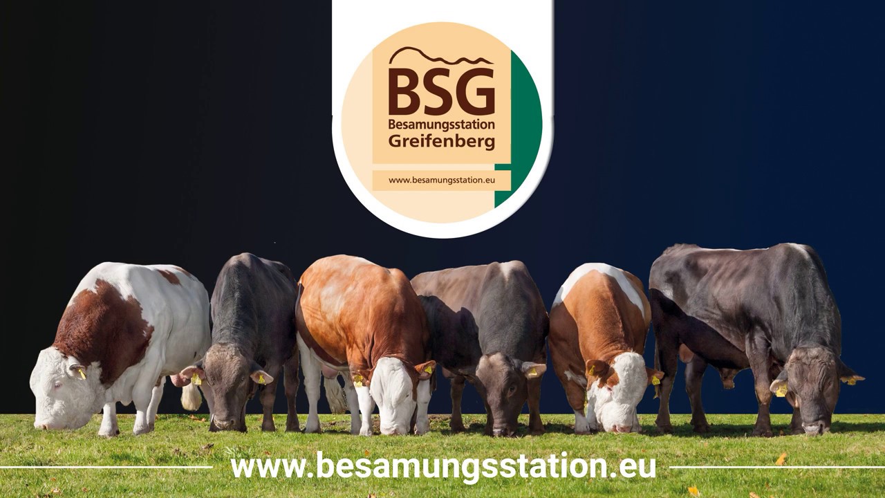 Fleckvieh aus Greifenberg - Bullenparade am 29.08.2019