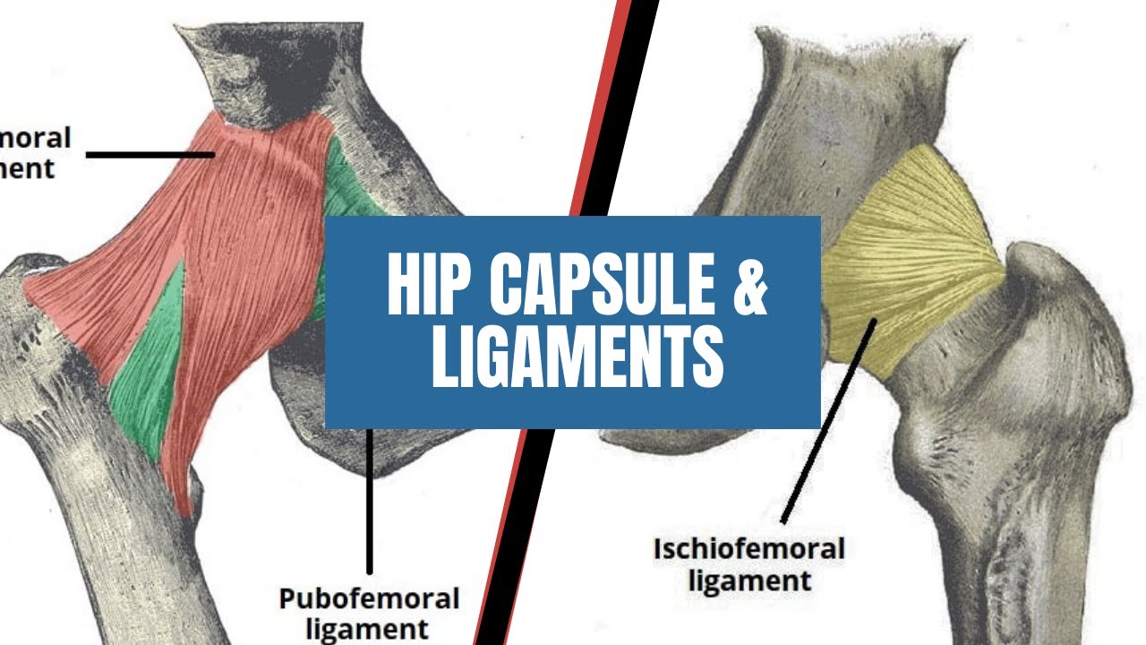 Hip Capsule & Ligaments | Anatomy Explained