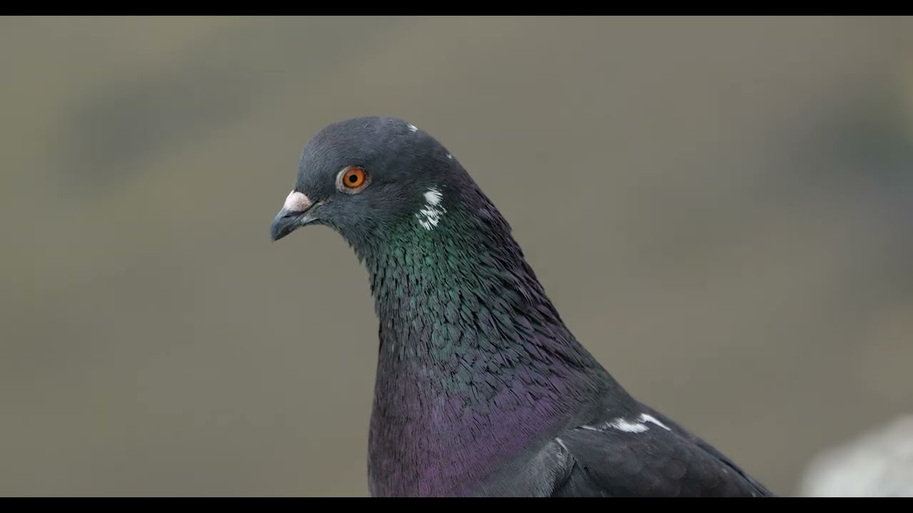 Pigeon - Panasonic Lumix S5IIX (S5M2X) + 70-300mm 4K Handheld