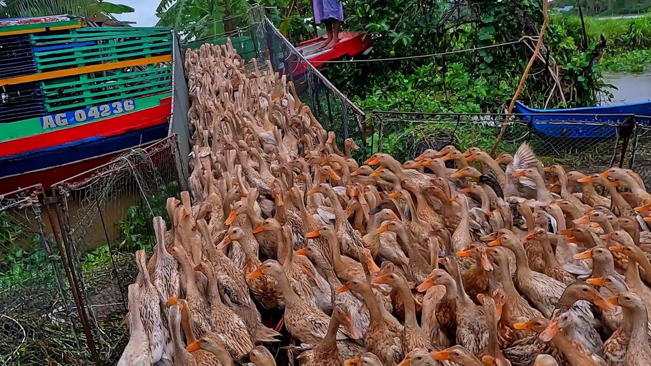 Tausende Enten reisen 100 km mit dem Boot auf der Suche nach neuen Feldern
