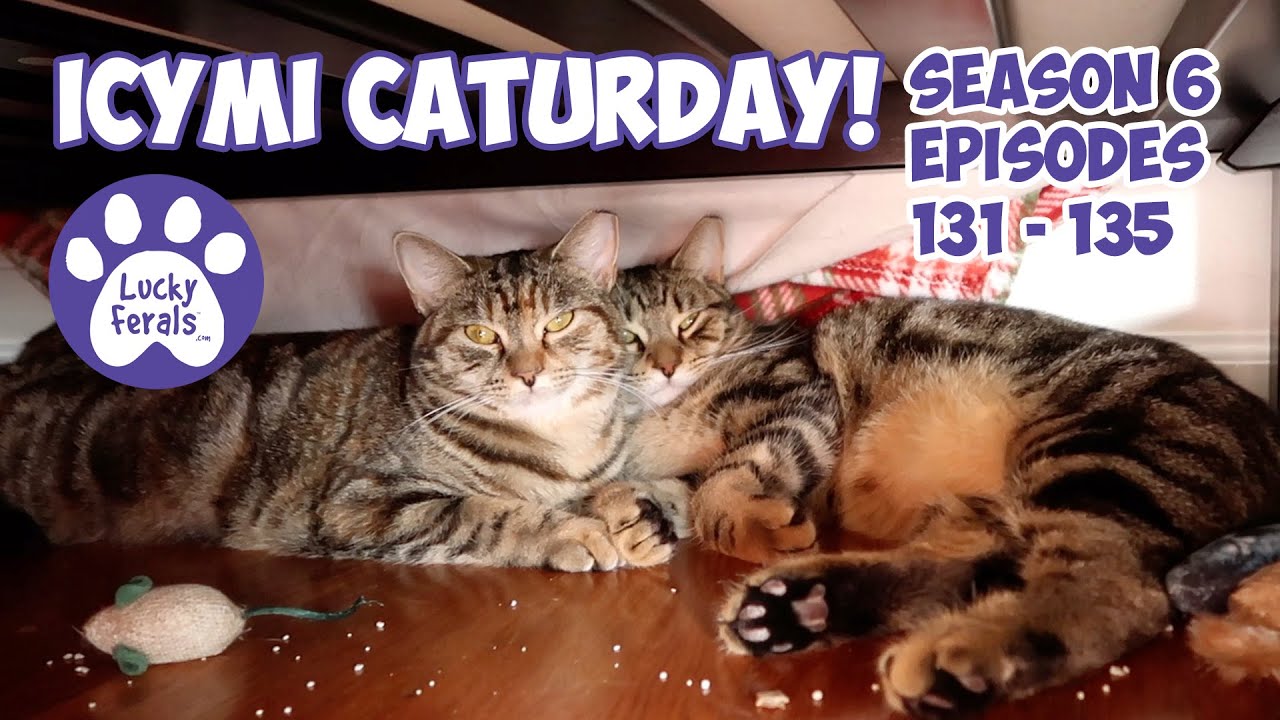 ICYMI Caturday! * Lucky Ferals S6 Episodes 131 - 135 * Cat Videos Compilation - Rescued Cat Family