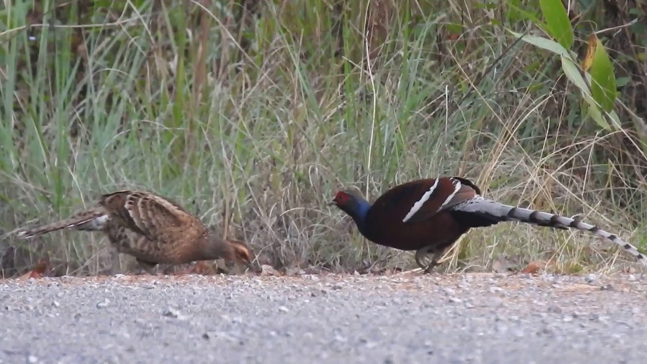 Mrs. Hume's Pheasant