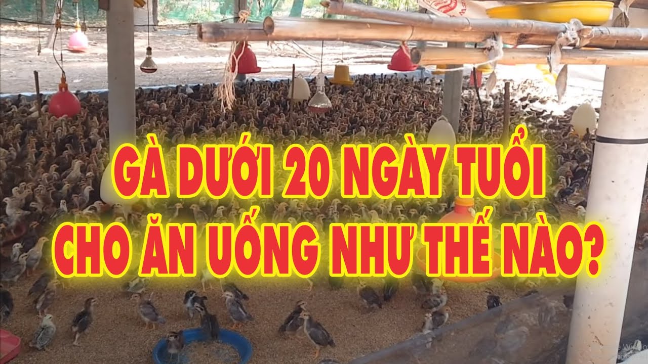 Gà dưới 20 ngày tuổi cho ăn uống như thế nào?
