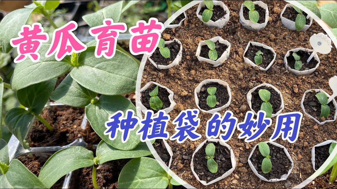 黄瓜育苗，徒长苗（高脚苗）的纠正，育苗袋的巧妙用，倒春寒的预防。