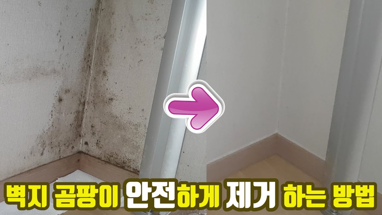 쉽고 안전한 벽지 곰팡이 제거 방법 (올바른 락스 사용방법) / 곰팡이 제거 시작 : 5:42