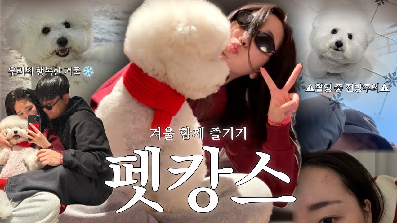 Vlog 12월, 행복하게 보내는 겨울나기 펫캉스, 소노펫, 반려견과 함께 하는 일상